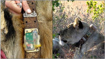 Listening to Lions: Animal-Borne Acoustic Sensors Improve Bio-logger Calibration and Behaviour Classification Performance